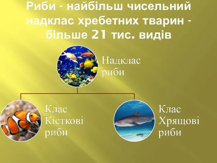 Риби - найбільш чисельний надклас хребетних тварин - більше 21 тис. видів