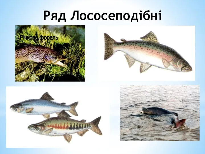 Ряд Лососеподібні Річкова форель Чавича Кета