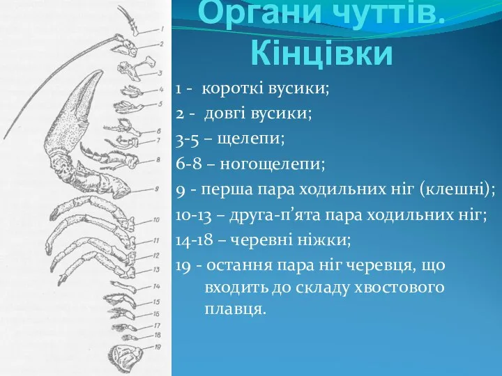 Органи чуттів. Кінцівки 1 - короткі вусики; 2 - довгі вусики;