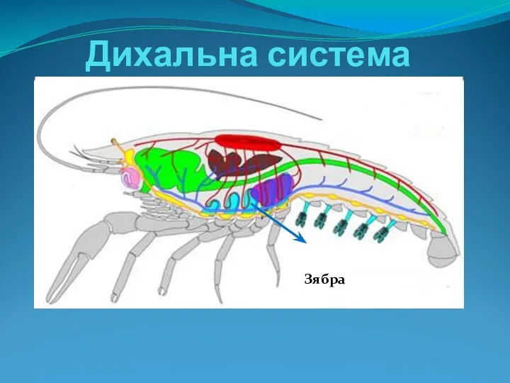 Дихальна система Зябра