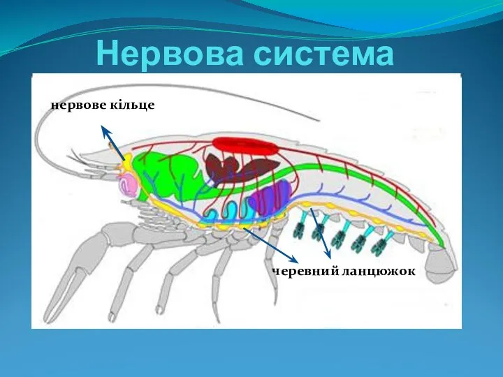 Нервова система нервове кільце черевний ланцюжок