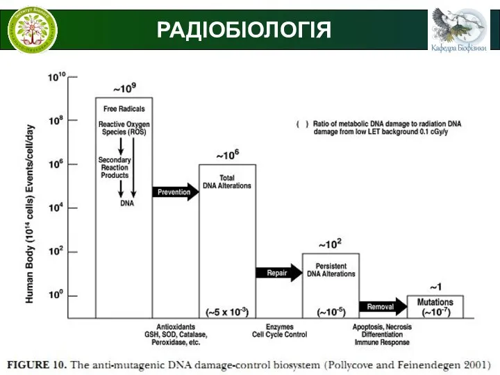 © В.С. Мартинюк РАДІОБІОЛОГІЯ