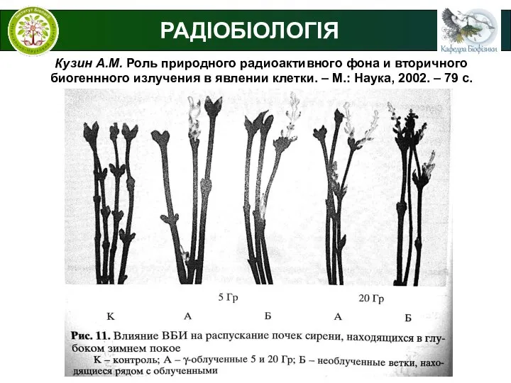 РАДІОБІОЛОГІЯ Кузин А.М. Роль природного радиоактивного фона и вторичного биогеннного излучения