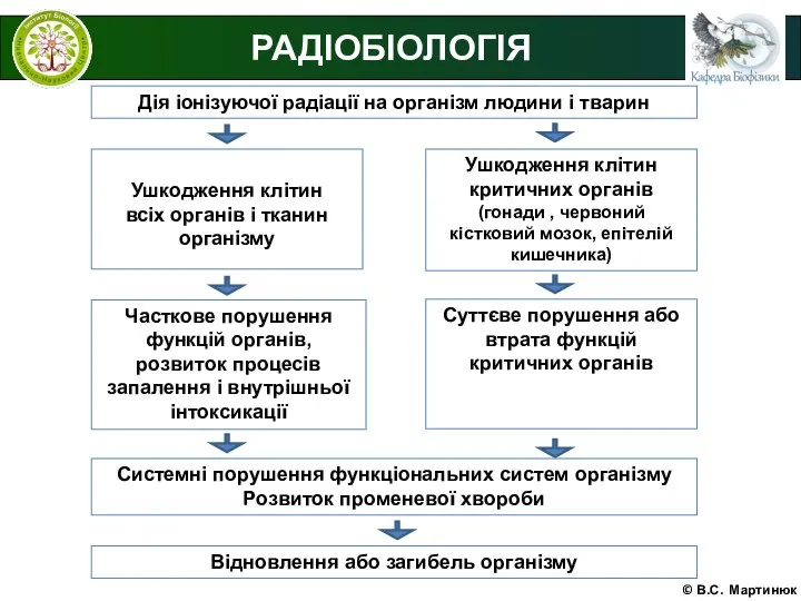 © В.С. Мартинюк РАДІОБІОЛОГІЯ Ушкодження клітин критичних органів (гонади , червоний