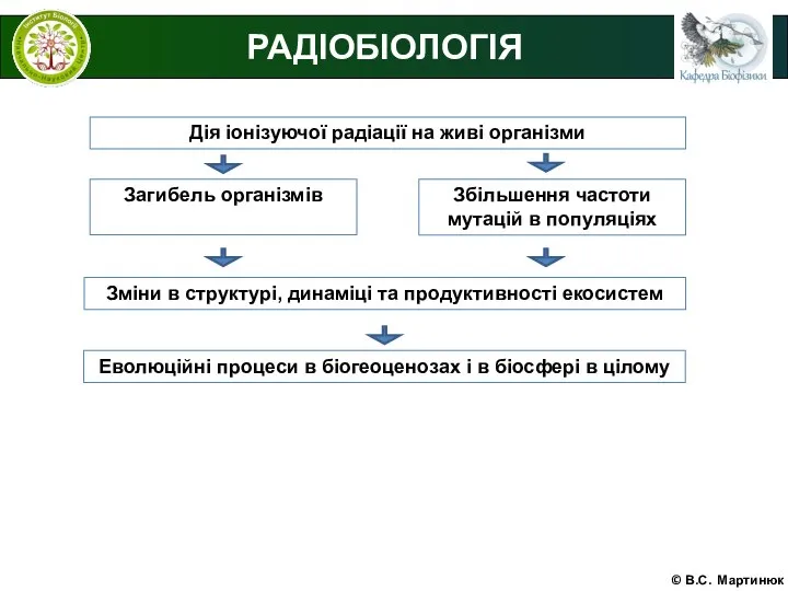 © В.С. Мартинюк РАДІОБІОЛОГІЯ Збільшення частоти мутацій в популяціях Зміни в