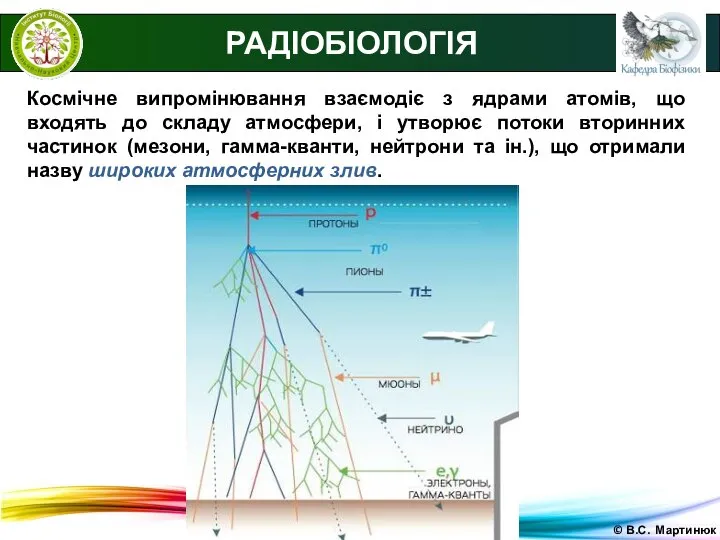 © В.С. Мартинюк РАДІОБІОЛОГІЯ Космічне випромінювання взаємодіє з ядрами атомів, що