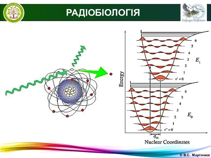 © В.С. Мартинюк РАДІОБІОЛОГІЯ