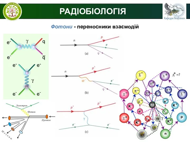 РАДІОБІОЛОГІЯ Фотони - переносники взаємодій