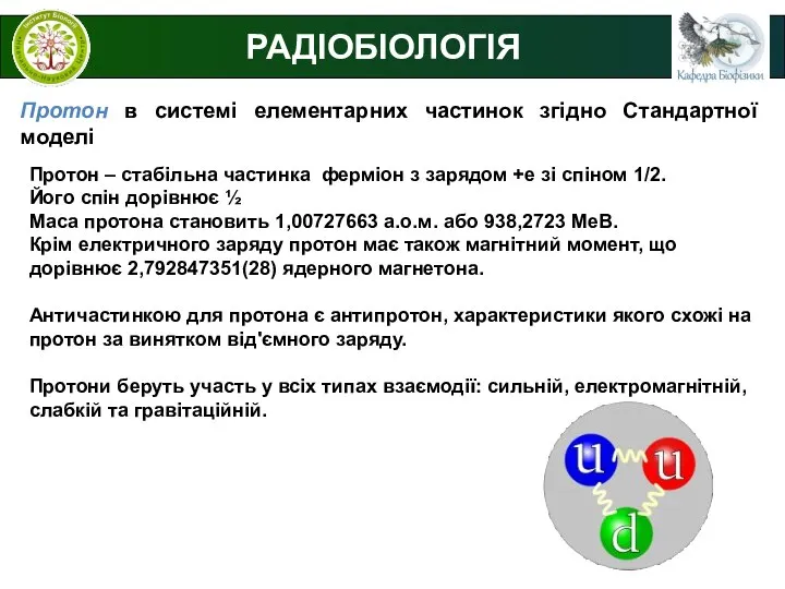 РАДІОБІОЛОГІЯ Протон в системі елементарних частинок згідно Стандартної моделі Протон –