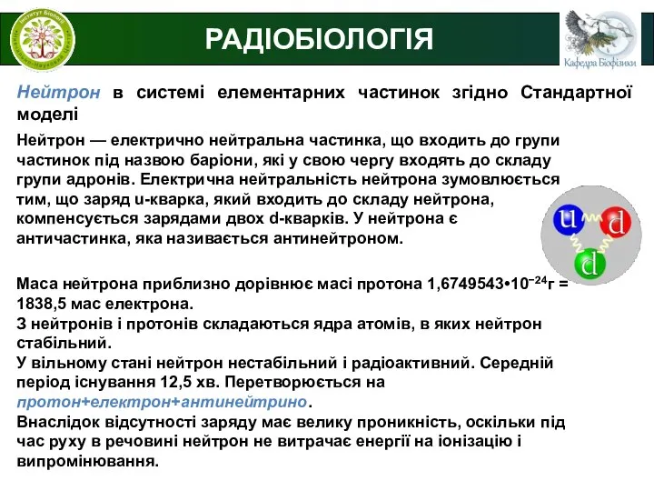 РАДІОБІОЛОГІЯ Нейтрон в системі елементарних частинок згідно Стандартної моделі Нейтрон —