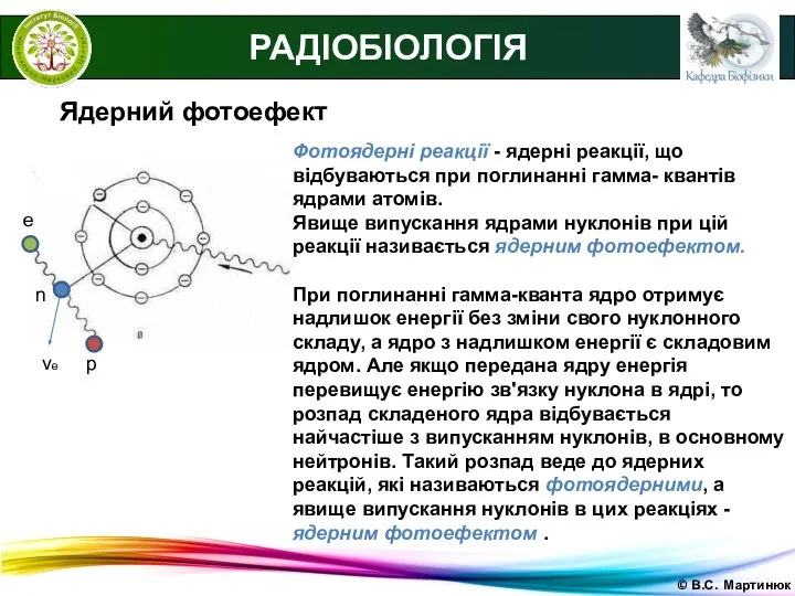 © В.С. Мартинюк РАДІОБІОЛОГІЯ Ядерний фотоефект Фотоядерні реакції - ядерні реакції,
