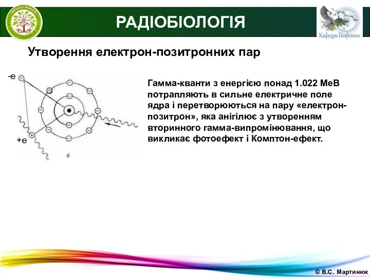 © В.С. Мартинюк РАДІОБІОЛОГІЯ Утворення електрон-позитронних пар Гамма-кванти з енергією понад