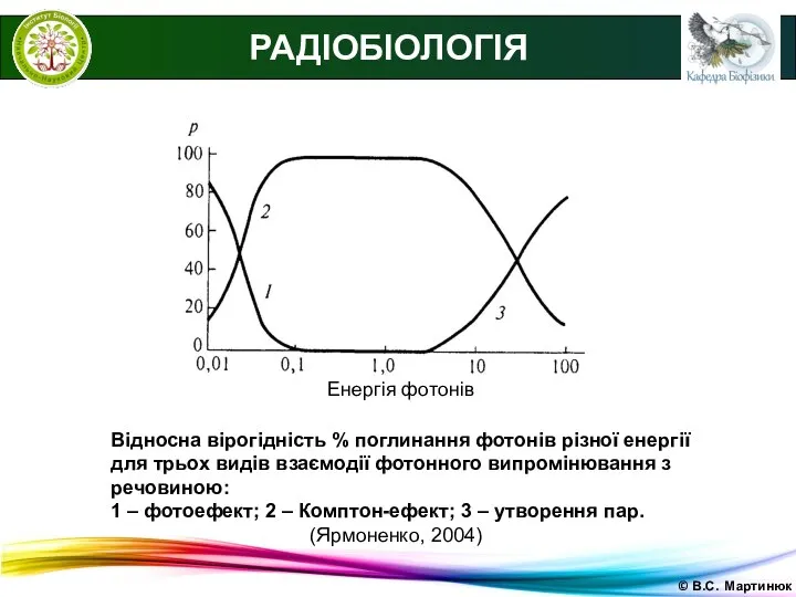 © В.С. Мартинюк РАДІОБІОЛОГІЯ Енергія фотонів Відносна вірогідність % поглинання фотонів