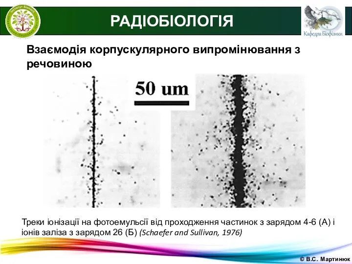 © В.С. Мартинюк РАДІОБІОЛОГІЯ Взаємодія корпускулярного випромінювання з речовиною Треки іонізації