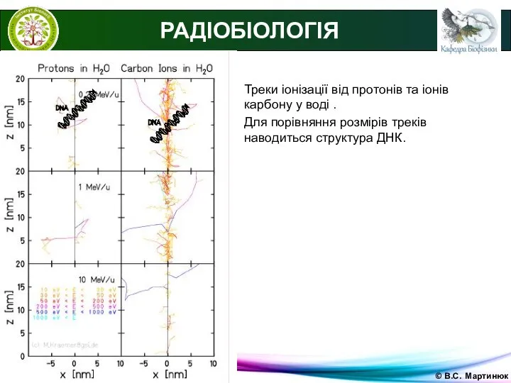 © В.С. Мартинюк РАДІОБІОЛОГІЯ Треки іонізації від протонів та іонів карбону