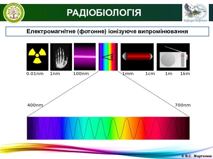 © В.С. Мартинюк РАДІОБІОЛОГІЯ Електромагнітне (фотонне) іонізуюче випромінювання