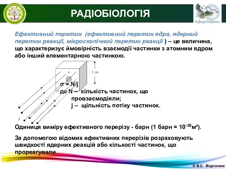 © В.С. Мартинюк РАДІОБІОЛОГІЯ Ефективний перетин (ефективний перетин ядра, ядерний перетин