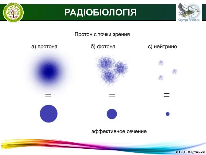 © В.С. Мартинюк РАДІОБІОЛОГІЯ