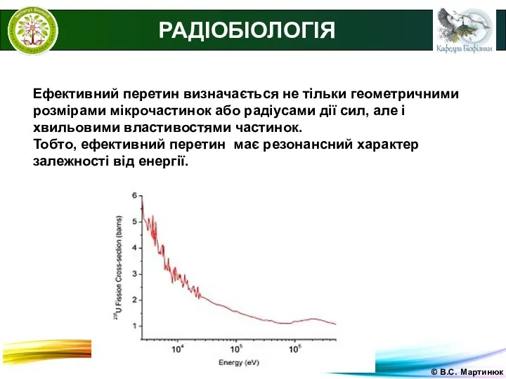 © В.С. Мартинюк РАДІОБІОЛОГІЯ Ефективний перетин визначається не тільки геометричними розмірами