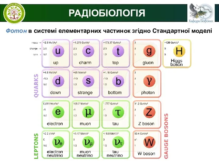 РАДІОБІОЛОГІЯ Фотон в системі елементарних частинок згідно Стандартної моделі