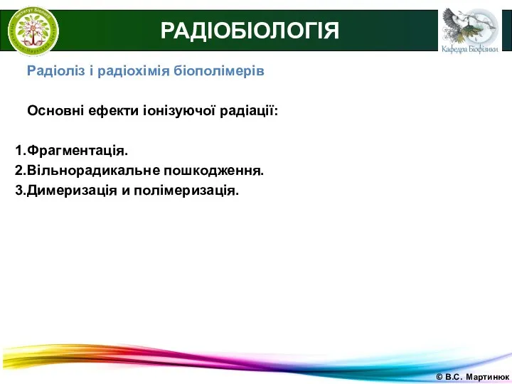 © В.С. Мартинюк РАДІОБІОЛОГІЯ Радіоліз і радіохімія біополімерів Основні ефекти іонізуючої