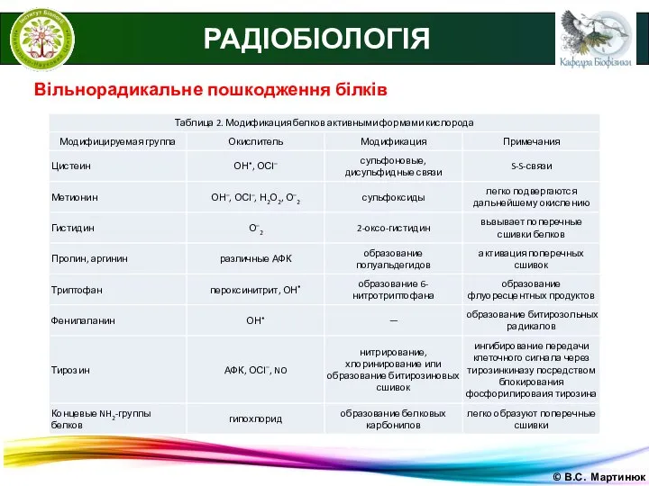 © В.С. Мартинюк РАДІОБІОЛОГІЯ Вільнорадикальне пошкодження білків