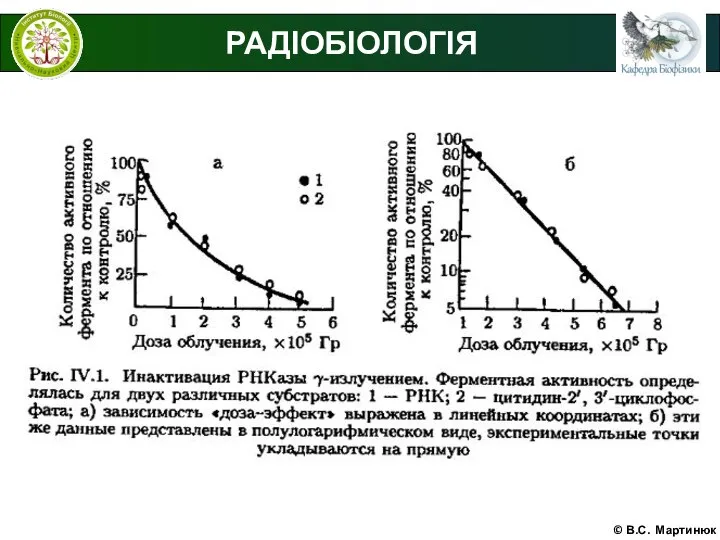 © В.С. Мартинюк РАДІОБІОЛОГІЯ