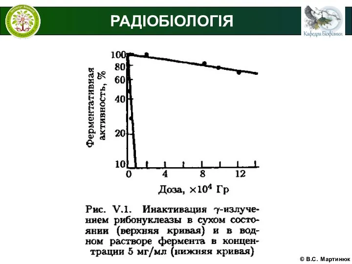 © В.С. Мартинюк РАДІОБІОЛОГІЯ