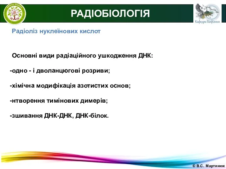 © В.С. Мартинюк РАДІОБІОЛОГІЯ Радіоліз нуклеїнових кислот Основні види радіаційного ушкодження