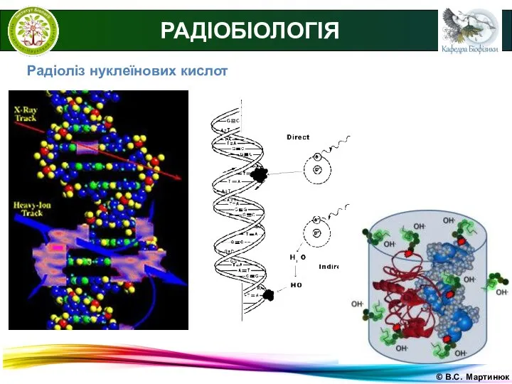© В.С. Мартинюк РАДІОБІОЛОГІЯ Радіоліз нуклеїнових кислот