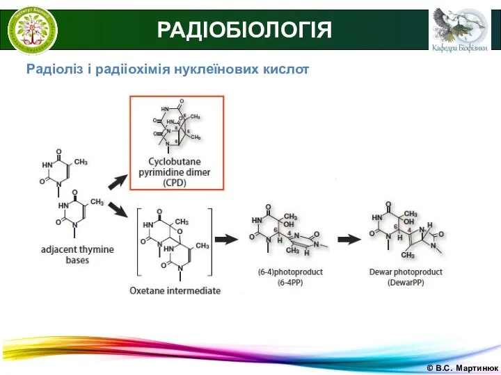 © В.С. Мартинюк РАДІОБІОЛОГІЯ Радіоліз і радііохімія нуклеїнових кислот