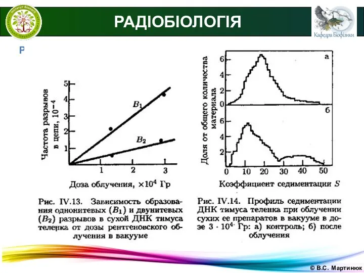 © В.С. Мартинюк РАДІОБІОЛОГІЯ Радіоліз і радііохімія нуклеїнових кислот