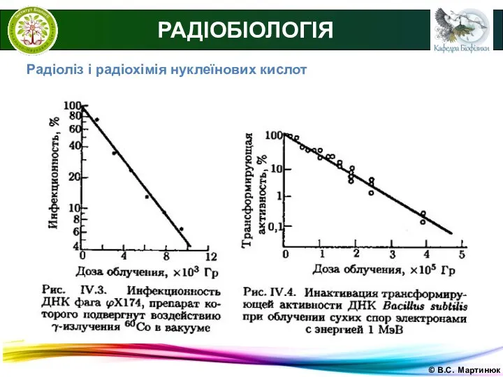 © В.С. Мартинюк РАДІОБІОЛОГІЯ Радіоліз і радіохімія нуклеїнових кислот