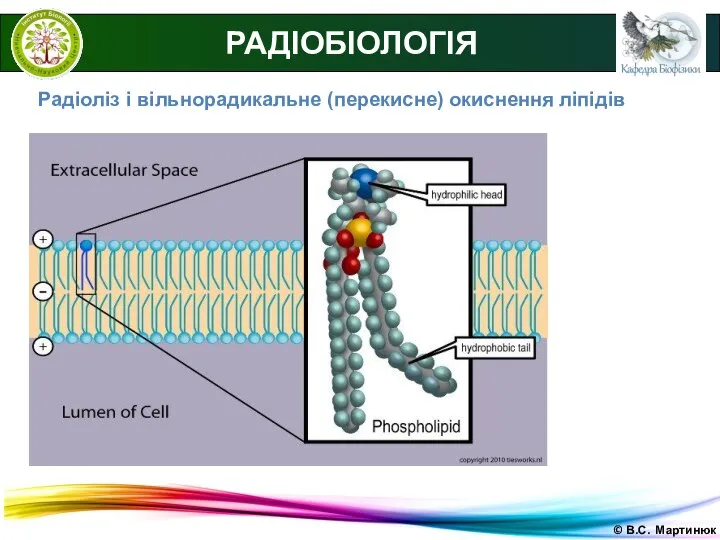 © В.С. Мартинюк РАДІОБІОЛОГІЯ Радіоліз і вільнорадикальне (перекисне) окиснення ліпідів