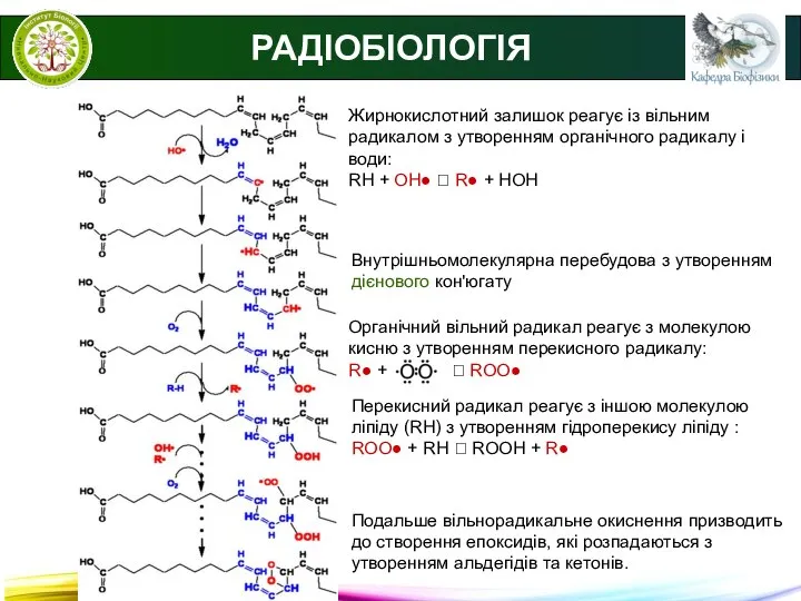 РАДІОБІОЛОГІЯ Жирнокислотний залишок реагує із вільним радикалом з утворенням органічного радикалу