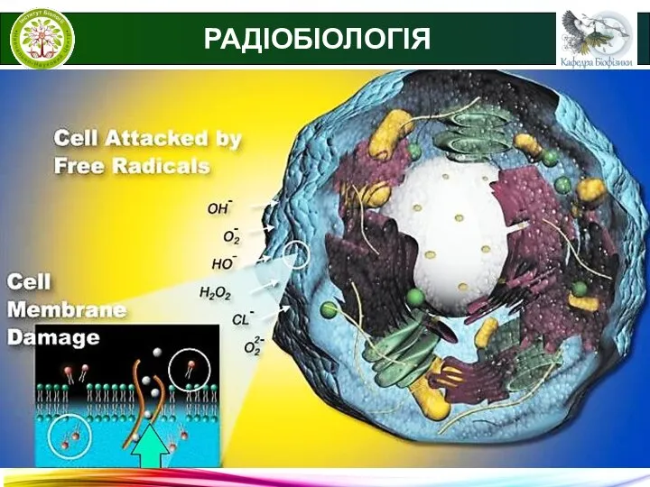 РАДІОБІОЛОГІЯ