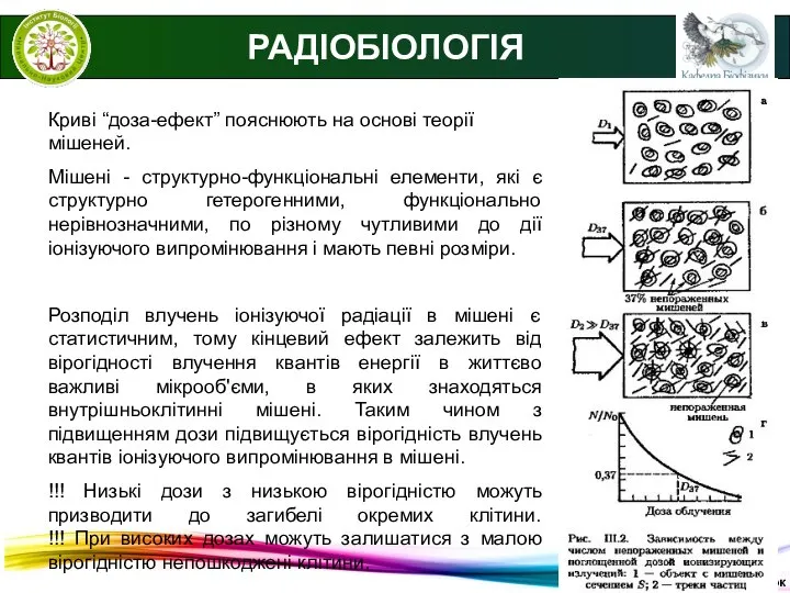 © В.С. Мартинюк РАДІОБІОЛОГІЯ Криві “доза-ефект” пояснюють на основі теорії мішеней.