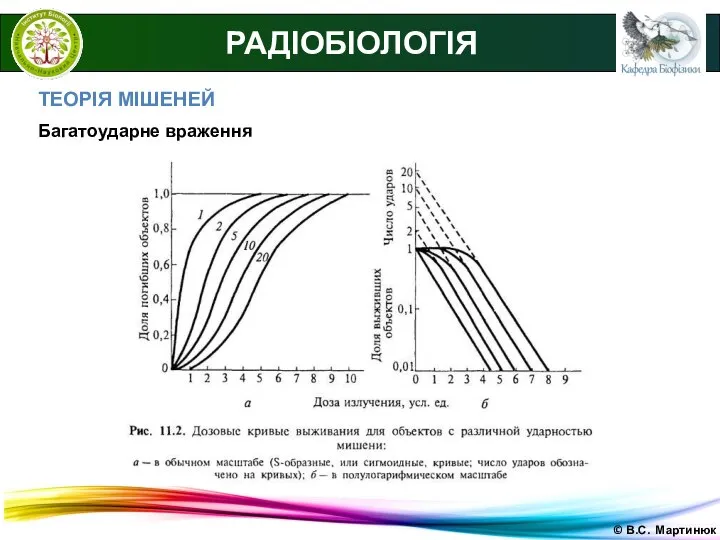 © В.С. Мартинюк РАДІОБІОЛОГІЯ ТЕОРІЯ МІШЕНЕЙ Багатоударне враження