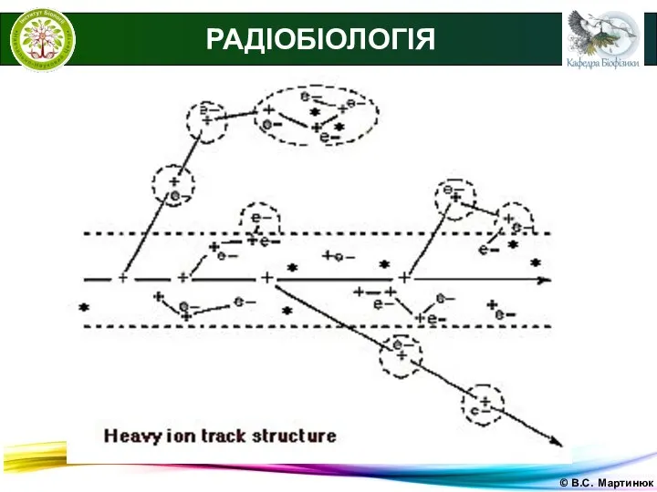 © В.С. Мартинюк РАДІОБІОЛОГІЯ