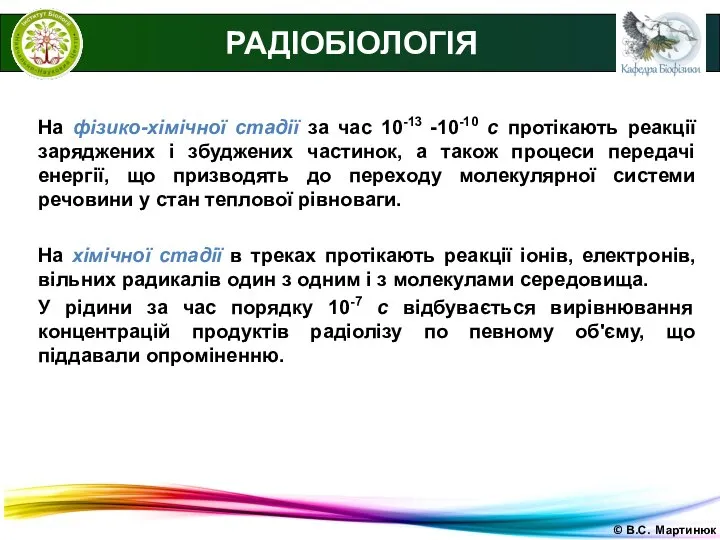 © В.С. Мартинюк РАДІОБІОЛОГІЯ На фізико-хімічної стадії за час 10-13 -10-10