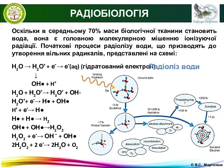 © В.С. Мартинюк РАДІОБІОЛОГІЯ Оскільки в середньому 70% маси біологічної тканини