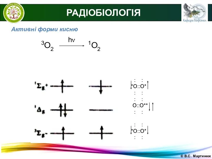 © В.С. Мартинюк РАДІОБІОЛОГІЯ Активні форми кисню 3О2 1О2 hν