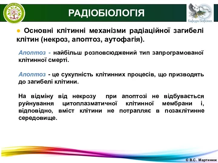 © В.С. Мартинюк РАДІОБІОЛОГІЯ ● Основні клітинні механізми радіаційної загибелі клітин