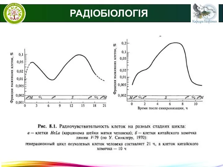 РАДІОБІОЛОГІЯ