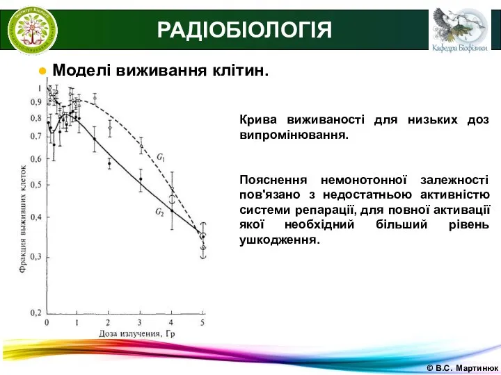 © В.С. Мартинюк РАДІОБІОЛОГІЯ ● Моделі виживання клітин. Крива виживаності для