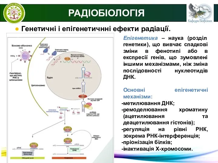 РАДІОБІОЛОГІЯ ● Генетичні і епігенетичнні ефекти радіації. Епігенетика – наука (розділ