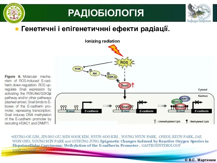 © В.С. Мартинюк РАДІОБІОЛОГІЯ ● Генетичні і епігенетичнні ефекти радіації. SEUNG-OE