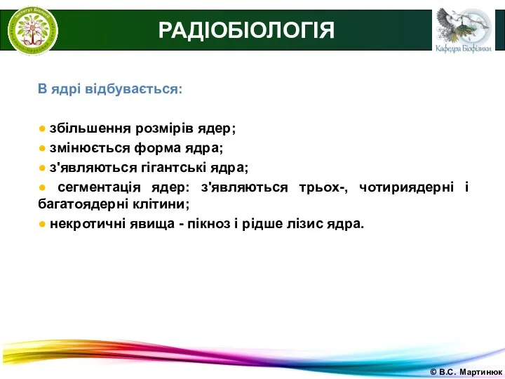 © В.С. Мартинюк РАДІОБІОЛОГІЯ В ядрі відбувається: ● збільшення розмірів ядер;