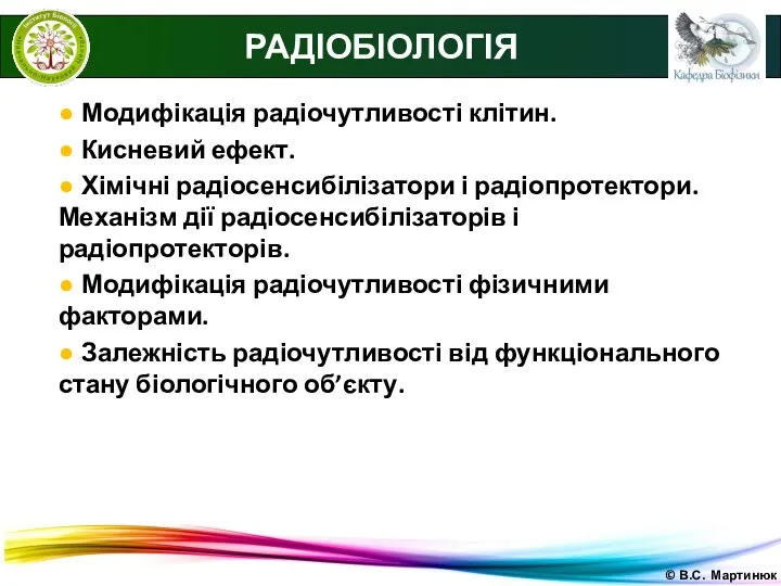 © В.С. Мартинюк РАДІОБІОЛОГІЯ ● Модифікація радіочутливості клітин. ● Кисневий ефект.