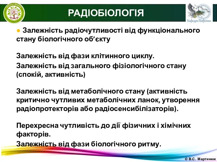 © В.С. Мартинюк РАДІОБІОЛОГІЯ ● Залежність радіочутливості від функціонального стану біологічного